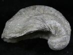 Gryphaea (Devil's Toenail) Fossil Oyster - Jurassic #25972-1